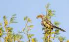 Southern yellow-billed hornbill at home in the Kalahari Desert Art Print